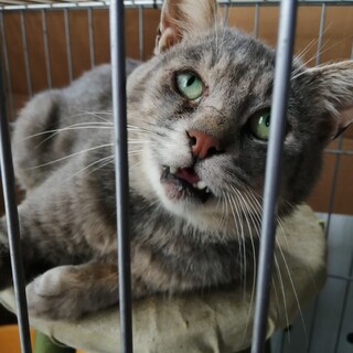 グレー猫ヨシキ