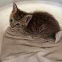 生後1ｹ月 子猫