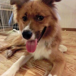 温厚な男の子「オットー」