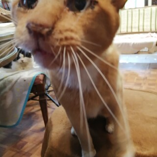 甘太くん、茶トラハンディあり