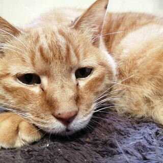 茶トラおじいにゃんハウル君