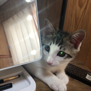 4ヶ月の元気な男の子です。