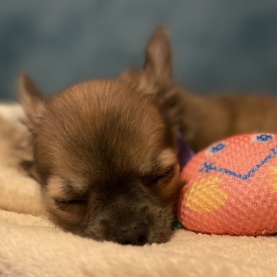 心都（コト）のカバー写真