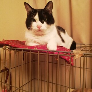 急募！優しい子です。