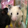 ハムスターの里親様を募集します。 サムネイル4