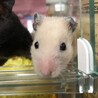 ハムスターの里親様を募集します。 サムネイル5