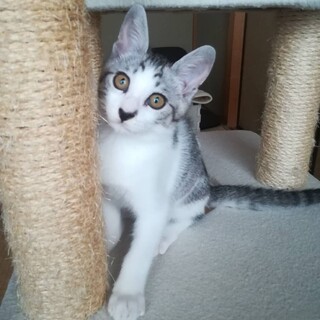 サバ白まお君・３ヶ月