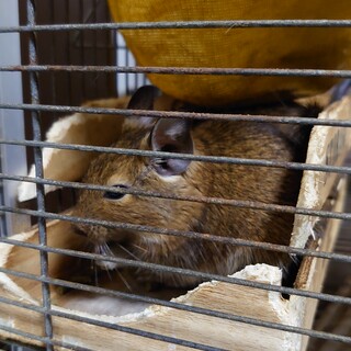 5月生まれデグー アグーチ♂