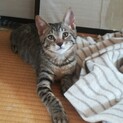 キジトラこてつ君・３ヶ月