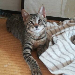 キジトラこてつ君・３ヶ月