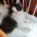 人馴れOK⭐︎トイレのしつけ済！仔猫