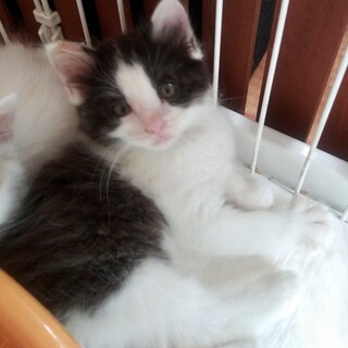 人馴れOK⭐︎トイレのしつけ済！仔猫