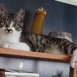 「やっと！おうち決定」サムネイル1