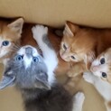 4匹いるよ⭐︎白灰、白茶1.5ヵ月仔猫