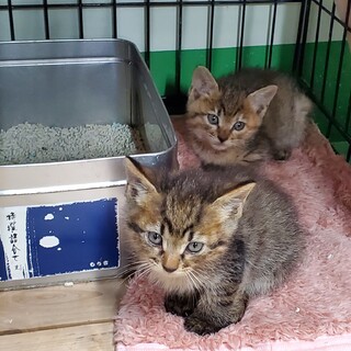 可愛いキジの姉妹