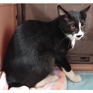 ちょび髭兄弟①生後4か月位　収容期限8/7朝迄