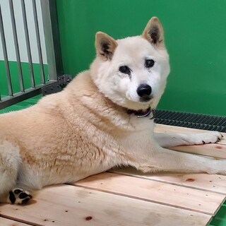 処分間近 白い 穏やかなワンコ