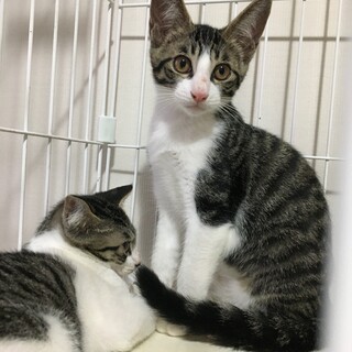餌やり飼い主さんが亡くなった　のえるちゃん♀3ヶ月