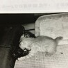 ゾウミミ