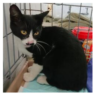 ちょび髭兄弟②生後4か月位　収容期限8/7朝迄