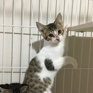 餌やり飼い主さんが亡くなった　まりなちゃん♀3ヶ月