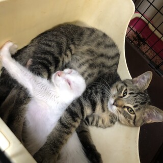 人が大好きなキジくんと白猫ちゃん