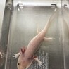 ウーパールーパー3匹里親募集 サムネイル2