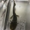 ウーパールーパー3匹里親募集 サムネイル3
