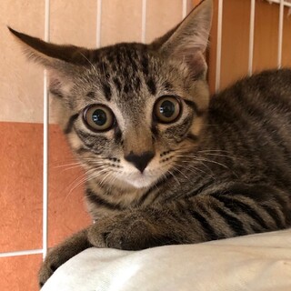 人慣れ抜群　元気なもも太君