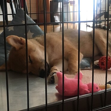 よく遊んでたくさん寝ます。すくすく成長中。