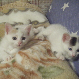 生後一か月の可愛い白三毛猫姉妹です。