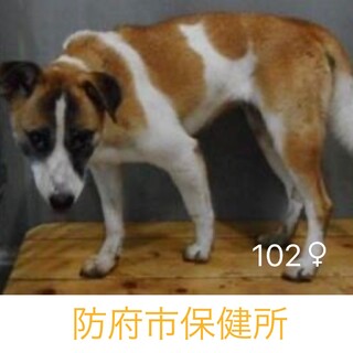団体様より引き出し。成犬♀102