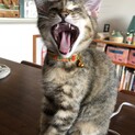 ぬくもりが大好きな麦わらのふうちゃん