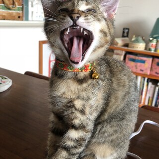 ぬくもりが大好きな麦わらのふうちゃん