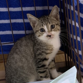 美ニャンの薄色キジシロくん♂推定2ヵ月半〜3ヵ月