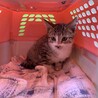 美ニャンの薄色キジシロくん♂推定2ヵ月半〜3ヵ月 サムネイル2