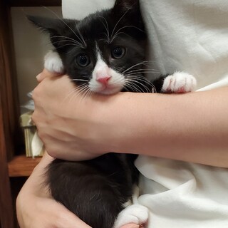 可愛い ハチワレ ソックスくん