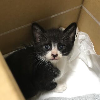 黒の子猫のハチワレくん