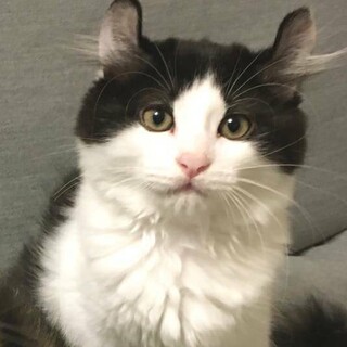 【8/2東日本橋】アメリカンカールミックス♡ロク