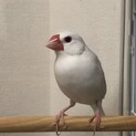 至急里親募集してます
