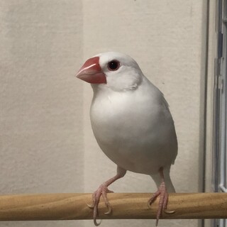 至急里親募集してます