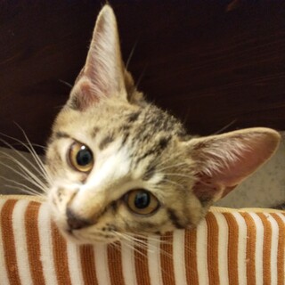 肩乗り大好き！懐っこい長女ちゃん