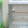 ぽこここ