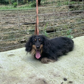 ダックスの男の子