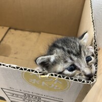 生後2週間くらいの子猫