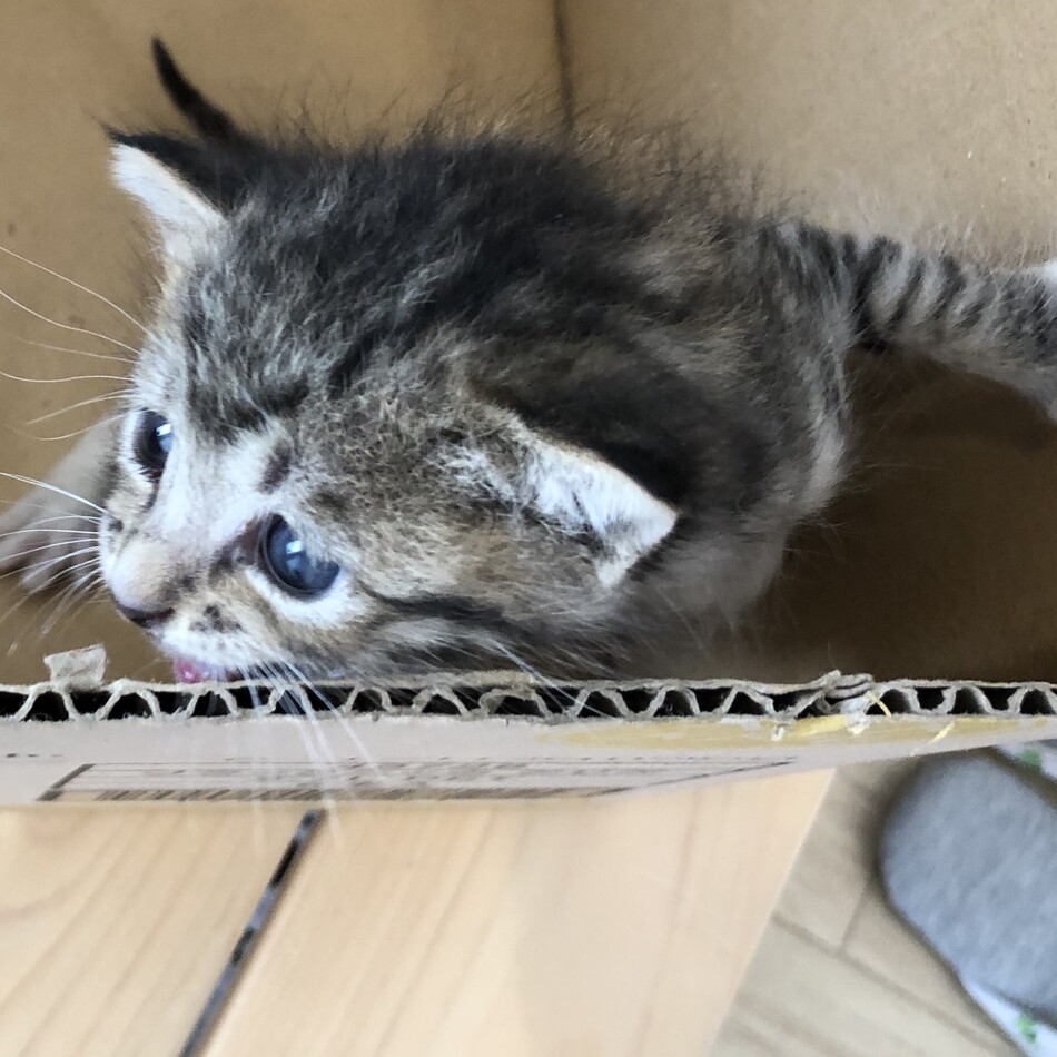 生後2週間くらいの子猫のカバー写真