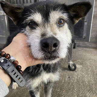 預かりさん宅で亡くなりました。