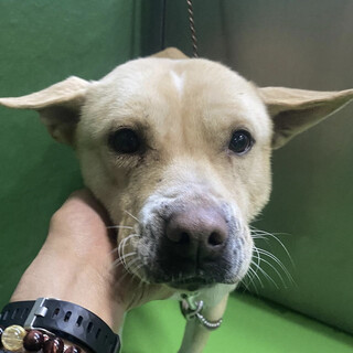 里親様決定しました✨✨ありがとうございます