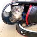 現在はサビちゃんのみです。里親募集中！