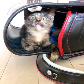 現在はサビちゃんのみです。里親募集中！